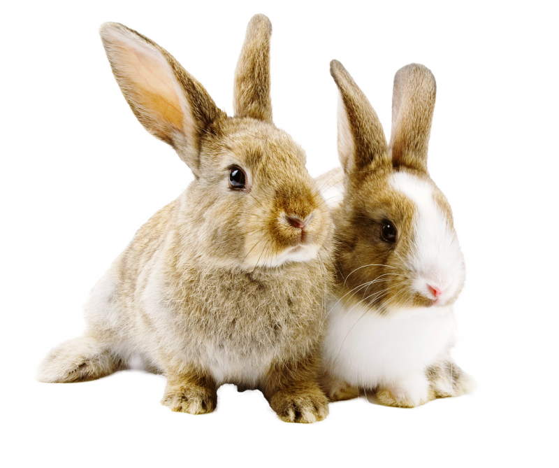 close-up-sheep-against-white-background.v2